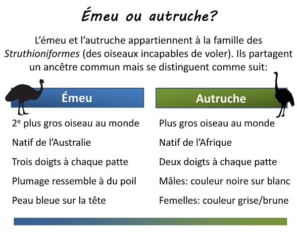 Différences entre un émeu et une autruche