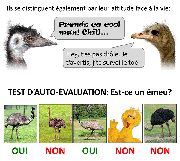 D'autres différences entre un émeu et une autruche