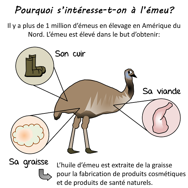 L'émeu est en élevage pour son cuir, sa viande et sa graisse (son huile)